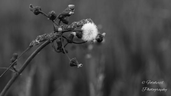 Pusteblume