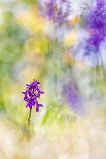 Pop Art Orchid