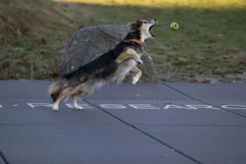 Spielen mit dem Hund