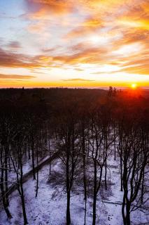 Sonnenaufgang über den Bäumen 