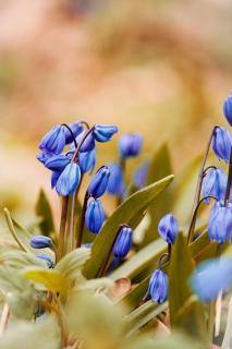 Das blaue Wunder