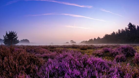 Heidelandschaft