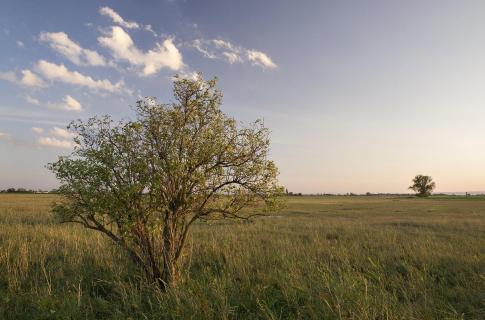 Steppenlandschaft am Neusiedlersee