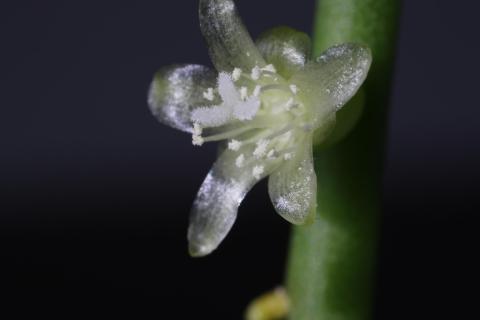 Blüte der Rhipsalis