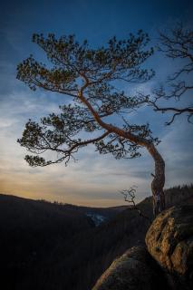 Baum am Ilsestein