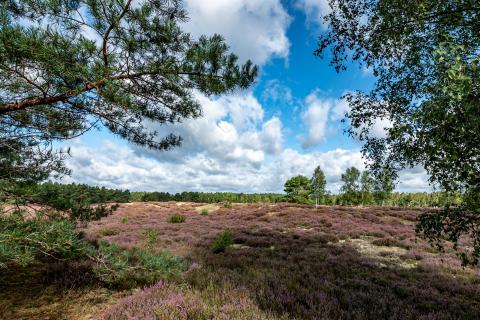 Heidelandschaft