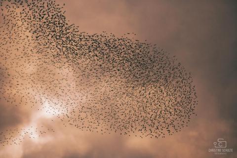 Tanz der Stare