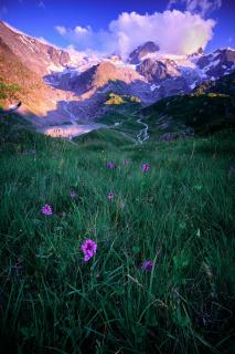 Purple beaty in mountain panorama