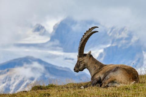 Peaceful ibex taking a sunbath