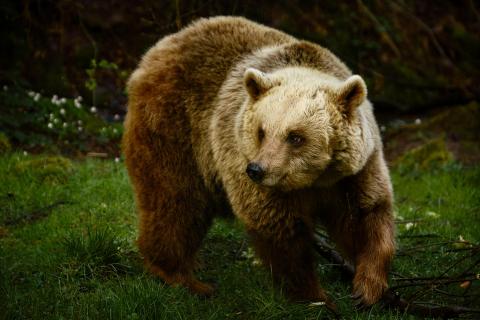 Bear in Schwarzwald