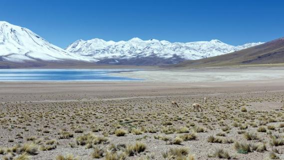 Chile, Atacama, Laguna Miñiques, Vikunjas