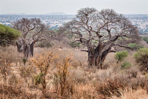  Riesige Baobab Bäume in Tanzania