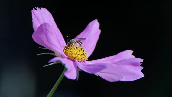 Kosmee Blüte mit bestäubender Biene