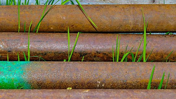 Gras findet immer seinen Weg