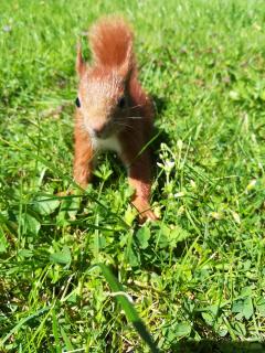 Kleiner Krümel im Gras