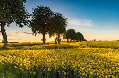 Sonnenuntergang im Dänischen Wohld