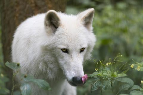 Polarwolf