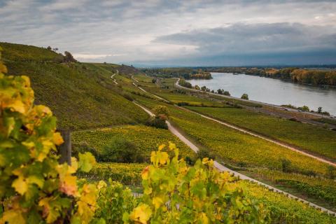 Weinlage in Nierstein