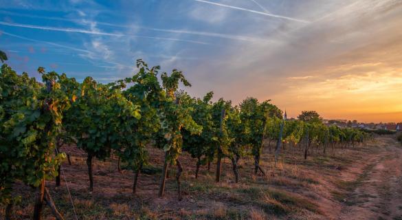 Weinberg bei Sonnenaufgang