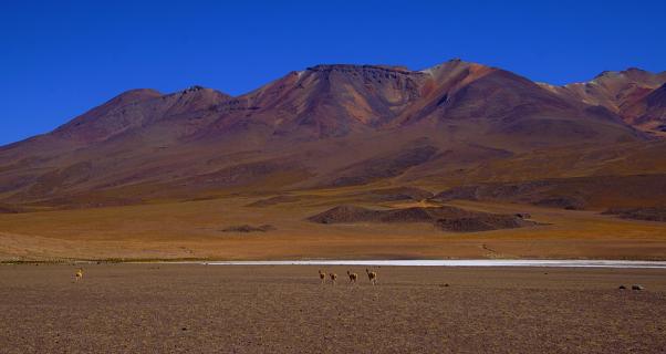 Atacamas Tierfreude