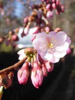 Kirschblüte