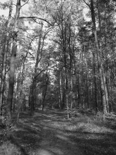 Ein Waldweg im Herbst.