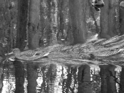 Schnelle Stockenten im Waldteich.