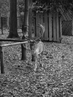 3. Ein Damhirsch im Wildgehege.