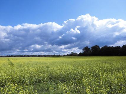 Wolken über dem Rapsfeld.