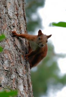 Eichhörnchen im Wald am Baum!