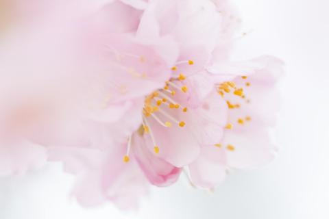 Rosa Mandelblüten 