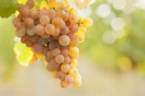 Weintrauben in einem Weinberg