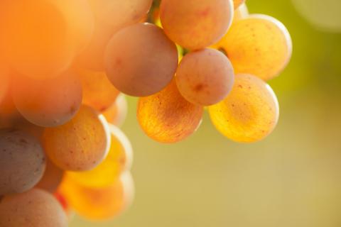 Weintrauben im Gegenlicht