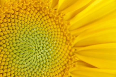 Nahaufnahme einer Sonnenblume