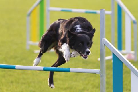 Bordercollie im Agilityparcours