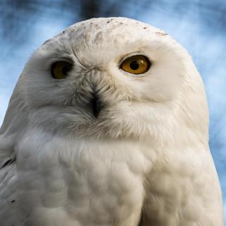 Schneeeule