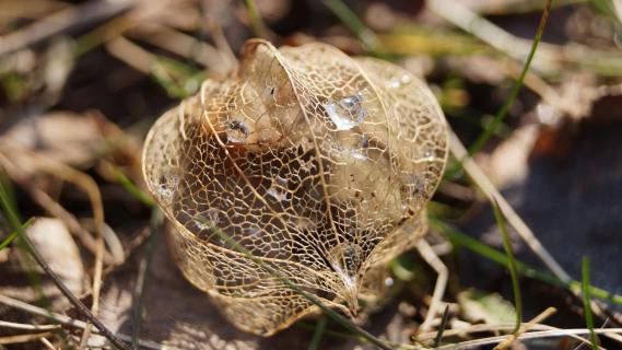 Physalis mal anders