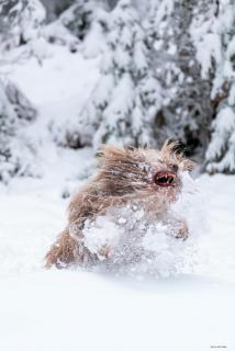 Schnee-Hund