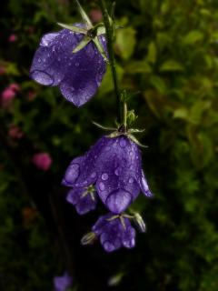 Blumen nach dem Regen