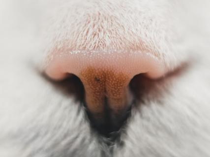 Nose to boop