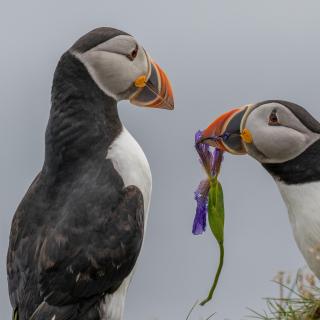 Atlantic Puffins