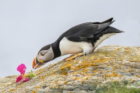 Atlantic Puffin