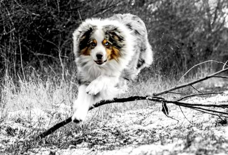 Australian Shepherd