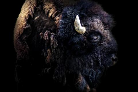 Bison 