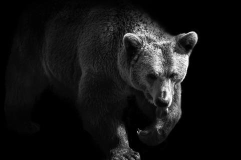brown bear - strong and beautiful