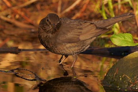 Amsel in der Abendsonne