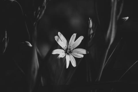 Der Lichtblick in der Dunkelheit.