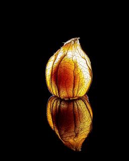 Physalis Frucht