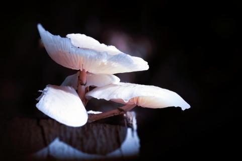 Waldpilz bei Mondschein
