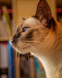 Kater